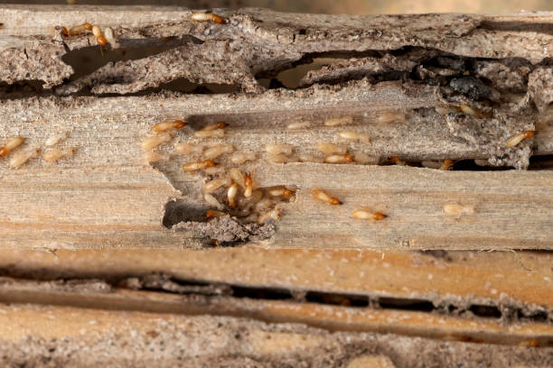 Best Bed Bug Extermination  in Boley, OK